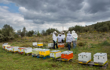 Beekeeper for a day